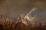 Image. Twite