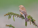 Image. Twite