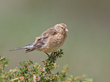 Image. Twite