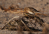 Image. Twite
