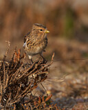 Image. Twite