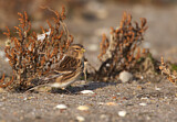 Image. Twite