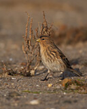 Image. Twite
