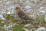 Image. Twite