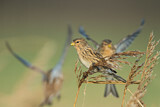 Image. Twite