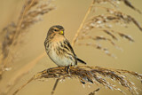 Image. Twite