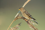 Image. Twite