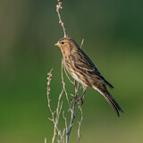 Image. Twite