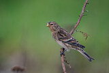 Image. Twite