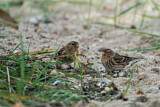 Image. Twite