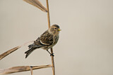 Image. Twite