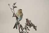 Image. Twite