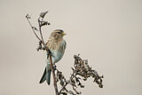 Image. Twite