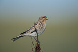 Image. Twite