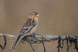 Image. Twite