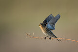 Image. Twite