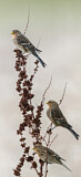 Image. Twite