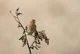 Image. Twite
