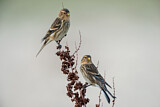 Image. Twite