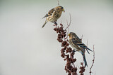 Image. Twite