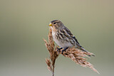 Image. Twite