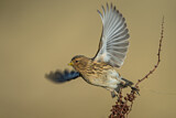 Image. Twite