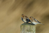 Image. Twite