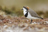 Image. Two-banded Plover