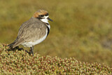 Image. Two-banded Plover