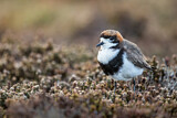 Image. Two-banded Plover