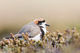 Image. Two-banded Plover