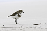 Image. Two-banded Plover
