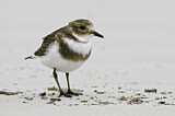 Image. Two-banded Plover