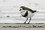 Image. Two-banded Plover