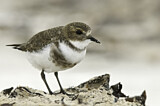 Image. Two-banded Plover