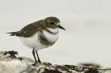 Image. Two-banded Plover