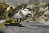 Image. Two-banded Plover