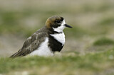Image. Two-banded Plover