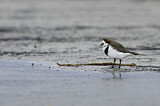 Image. Two-banded Plover