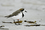 Image. Two-banded Plover