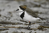 Image. Two-banded Plover