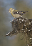 Image. Two-barred Crossbill