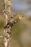 Image. Two-barred Crossbill