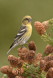Image. Two-barred Crossbill