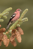 Image. Two-barred Crossbill