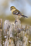 Image. Two-barred Crossbill