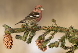 Image. Two-barred Crossbill