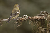 Image. Two-barred Crossbill