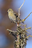Image. Two-barred Crossbill