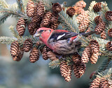 Image. Two-barred Crossbill